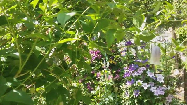 Клематис дженни