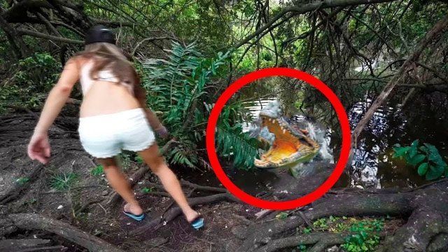 Самые Пугающие Случаи с Крокодилами, Снятые на Камеру