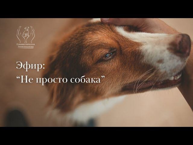 Эфир "не просто собака"