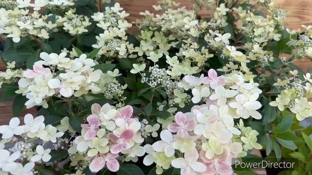 Гортензия ПОЛИСТАР