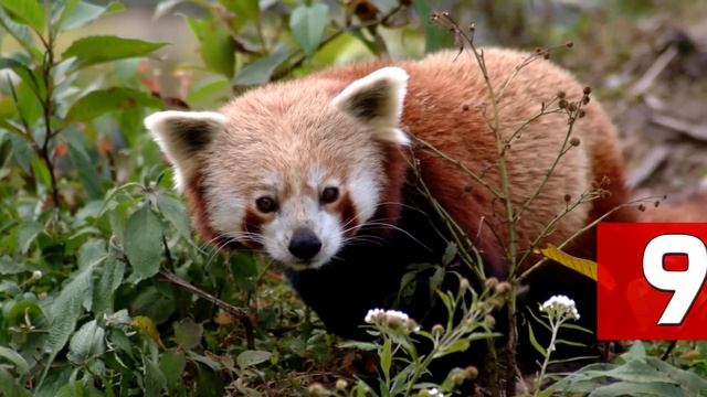 20 ЛУЧШИХ фактов о стране ИТАЛИЯ / ТОПы и ФАКТы от ArtManul