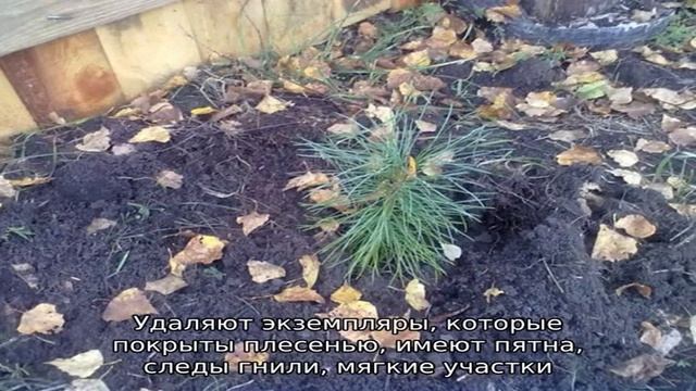 Как прорастить в домашних условиях кедровый орех