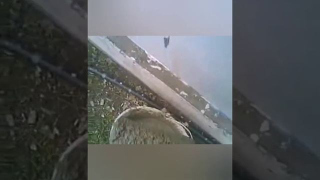 Штукатурка стен малярным валиком!