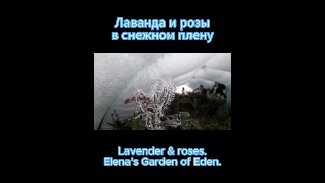 Лаванда и розы в снежном плену