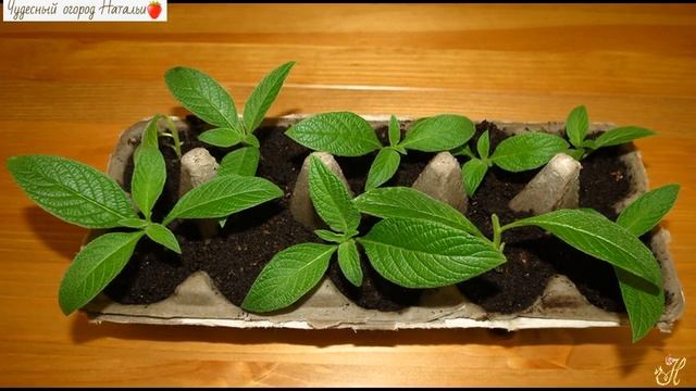 Солнечный Гелиотроп. Посев, выращивание, посадка в грунт