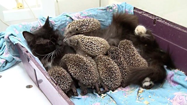 Посмотрите, Что Бывает, Когда Животные Воспитывают Чужих Детёнышей