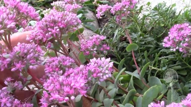 ОЧИТОК ЭВЕРСА ЛЕГКО РАЗМНОЖИТЬ ДАЖЕ ЛЕТОМ ВО ВРЕМЯ ЦВЕТЕНИЯ!