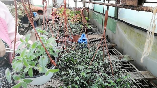 Делаем пышные кусты традесканции