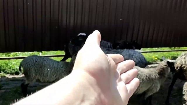 Когда отсаживать ягнят от овец?