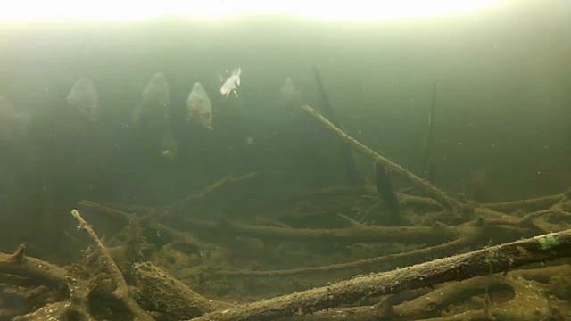 Рыбалка по первому льду в Берендеево