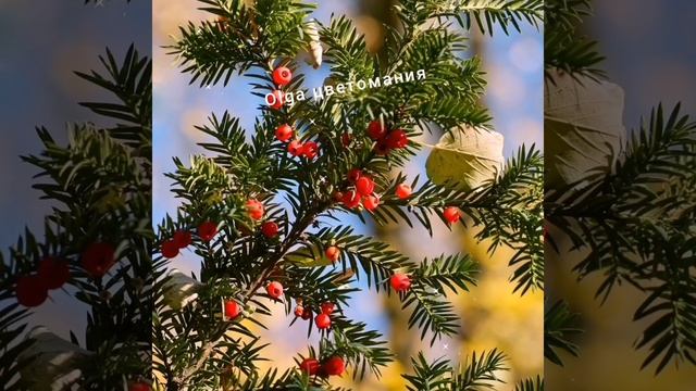 Тис ягодный, уход и содержание ?