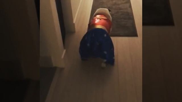 Смешные бульдоги: видео приколы