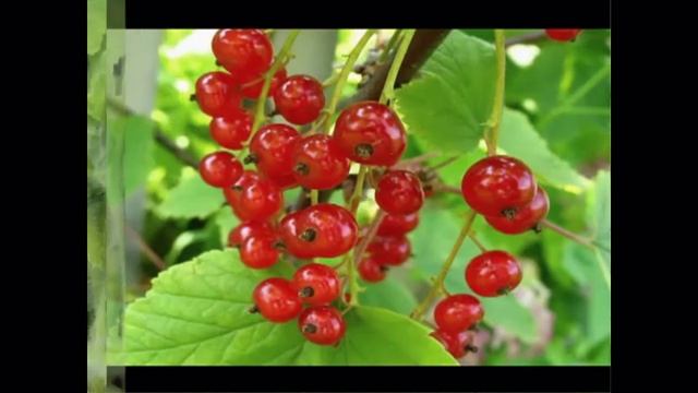 Стихи, потешки для детей о еде К.Авдеенко. Ч.1