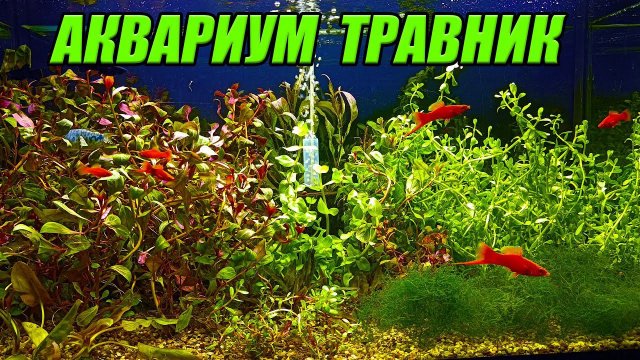 Запустил аквариум травник без СО2 и удобрений!