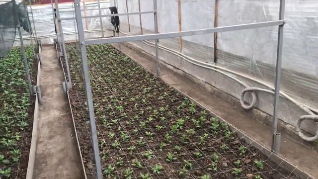 Выращивание хризантемы, хризантема на срез