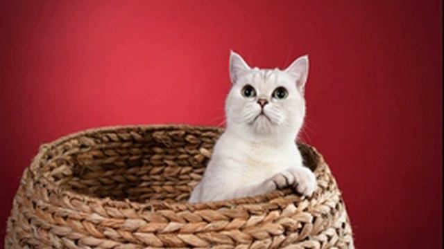 Беседа о домашних питомцах