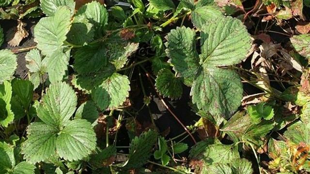 3 признака, по которым легко понять, что Клубничные кусты пора выбрасывать -Хорошего урожая не будет