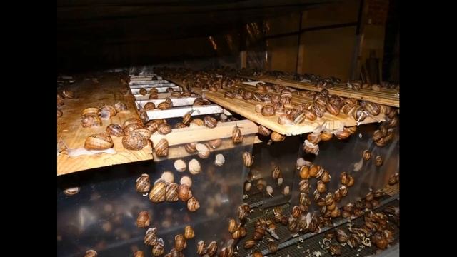 Сколько можно заработать на ферме по разведению улиток?