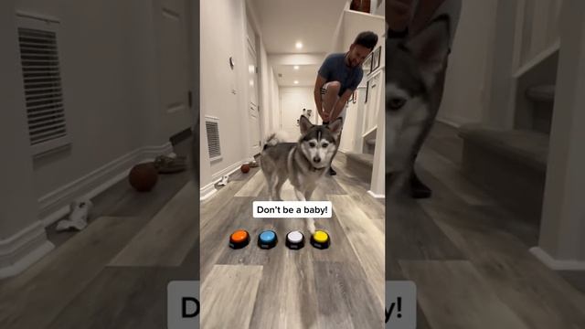 @sapphie_the_pomsky=125348.mp4