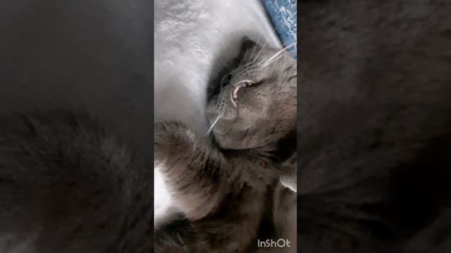 Тимоша.mp4