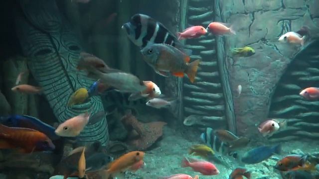 Аквариум в Севастополе (полный обзор)