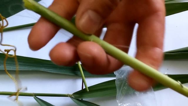 Ловля белого амура на камышовую мякоть