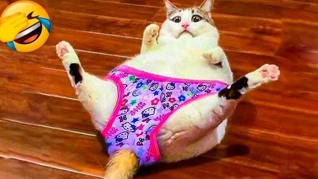 СМЕШНЫЕ КОТЫ 2023 ЛУЧШИЕ ПРИКОЛЫ С КОТАМИ, КОШКИ, ЖИВОТНЫЕ, СМЕШНОЕ ВИДЕО