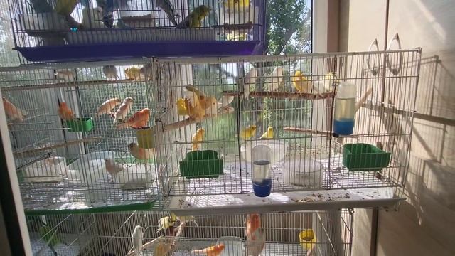 Что добавлять в купалку канарейкам, как часто мыться, плюсы от купания канареек