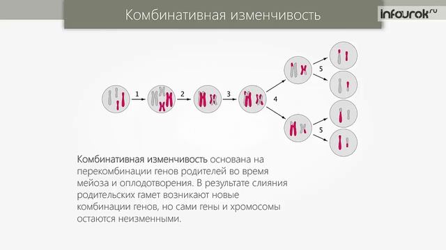 Изменчивость