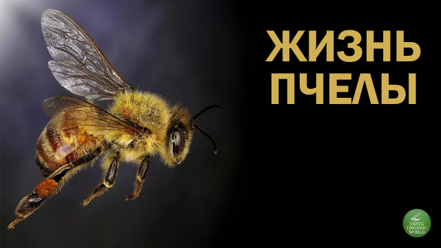Жизнь Пчелы