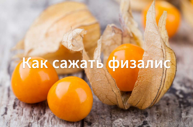 Как сажать физалис. Как вырастить физалис из семян