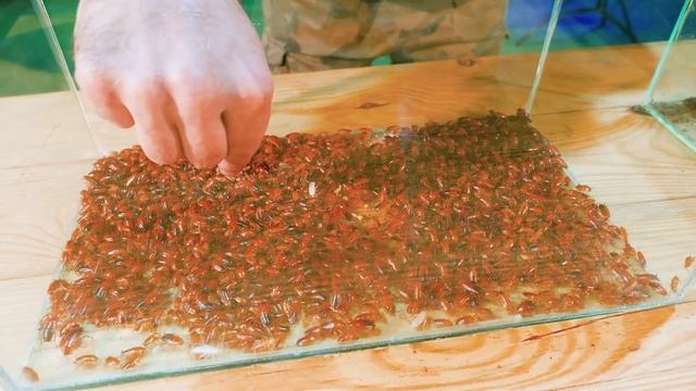 1000 ТАРАКАНОВ ПРОТИВ 1000 МУРАВЬЕВ. Кто кого?