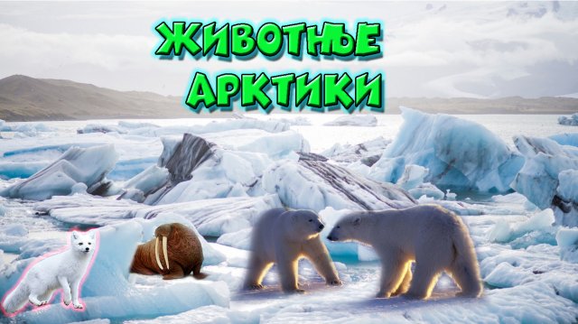 Животные Арктики