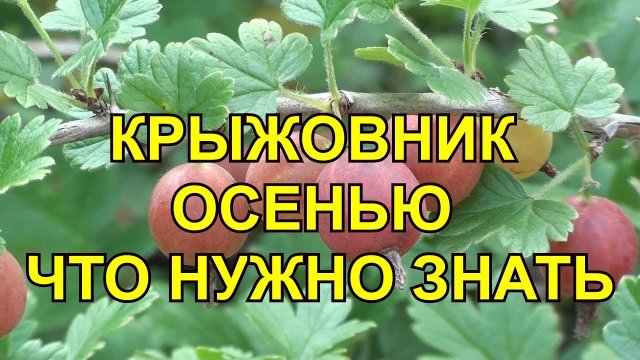 КРЫЖОВНИК ОСЕНЬЮ ЧТО НУЖНО ЗНАТЬ? Чем обработать крыжовник? Как ухаживать за крыжовником?