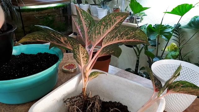 Отделяем детку аглаонемы