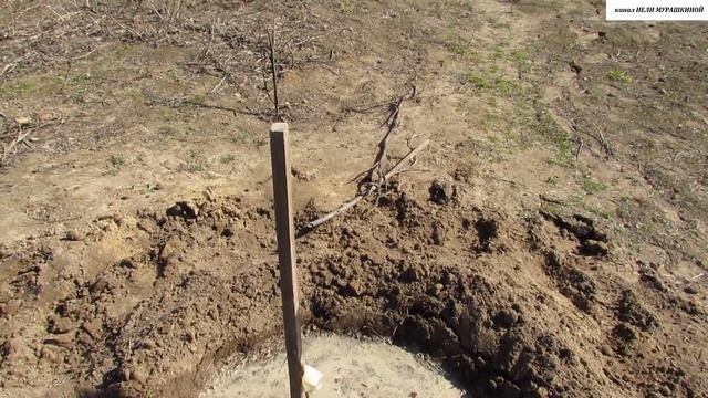 ОБРЕЗКА  САЖЕНЦА сразу ПОСЛЕ  ПОСАДКИ. Для чего это нужно? КАК это сделать ПРАВИЛЬНО?.