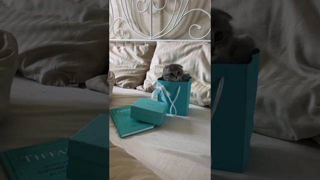Самый сладкий подарочек ?