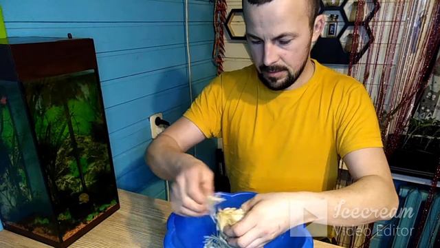 Забой перепелов, ощип, вес тушки.