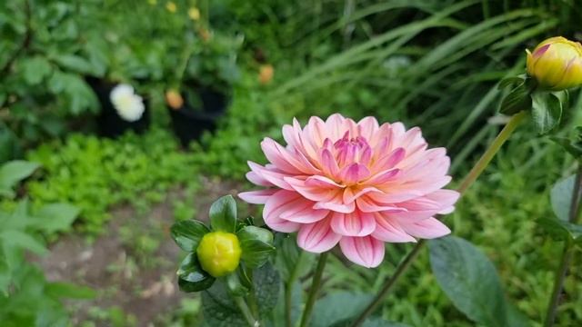 Pink Magic Dahlia