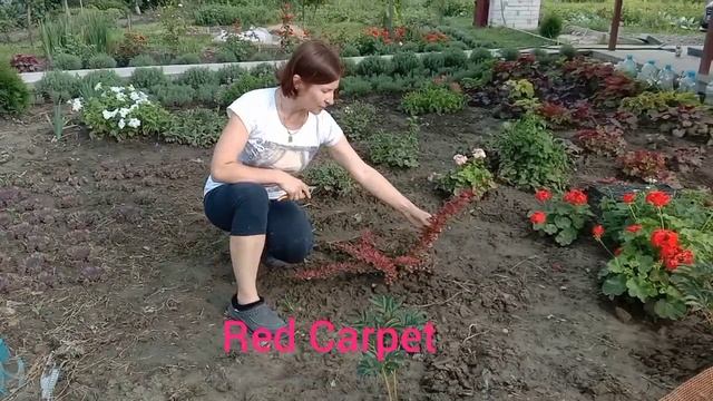 ОБРЕЗКА барбариса Тунберга второго года жизни. ПОСАДКА?