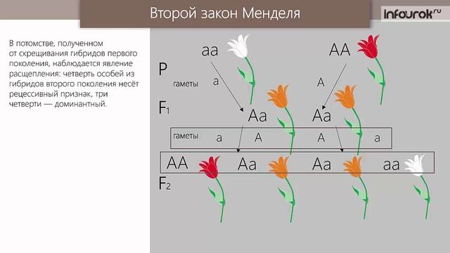 Закономерности наследования признаков. Моногибридное скрещивание
