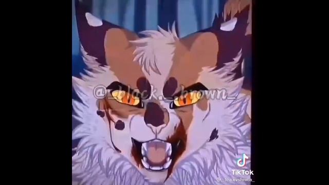 [Коты Воители] Подборка из тик тока. #2