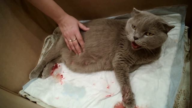 Как рожает кошка полное видео.