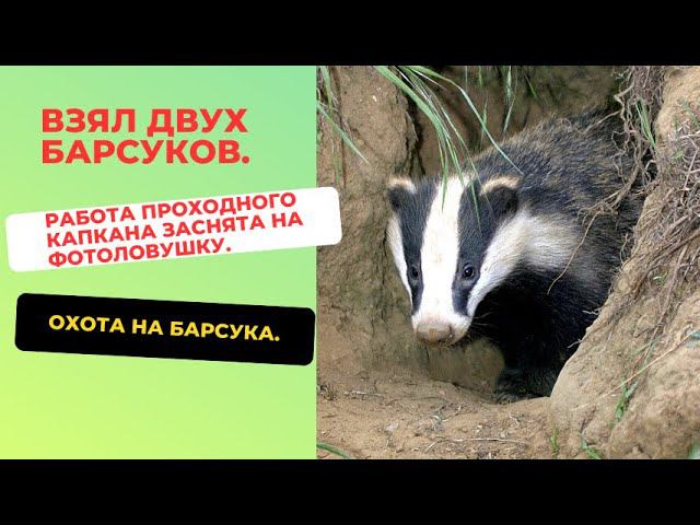Охота на барсука Взял двух барсуков Работа проходного капкана
