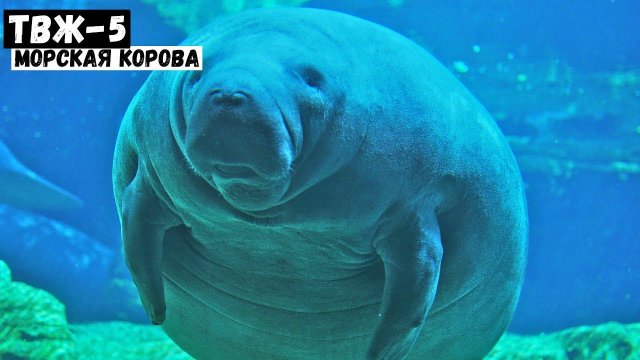 Морская корова - кто это? | #ТВЖ - 5 выпуск