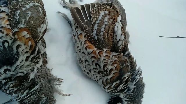 Охота на рябчика зимой.Где искать рябчика зимой.Снимаю петли на зайцев