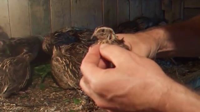 перепела как отличить петушка от курочки у перепелов