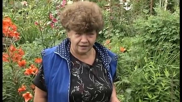 Клематисы и хосты в ландшафтном дизайне дачи