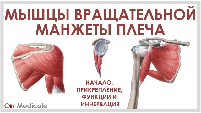 Мышцы вращательной манжеты плеча