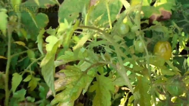 Roma Tomato Harvesting | 5 Different Kinds Of Tomato Grow In My Garden